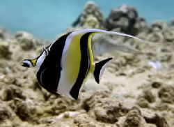 Moorish Idol...Generally a rather bashful fellow. by Glenn Poulain 